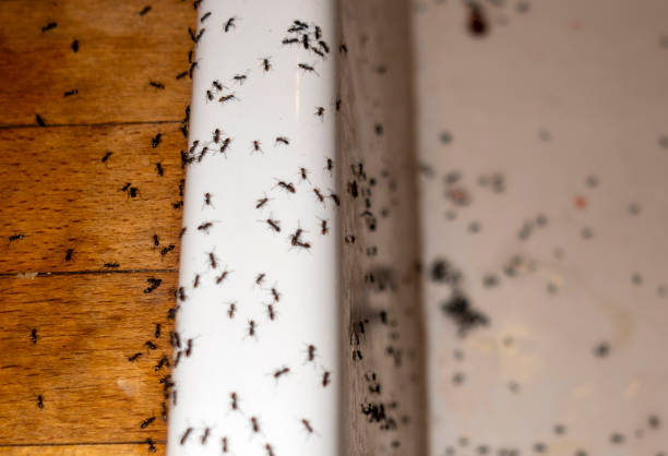 Best Termite Control Services  in Lebanon, OH